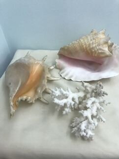 Натуральный коралл морские ракушки