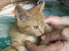 Котёнок рыженький в добрые руки