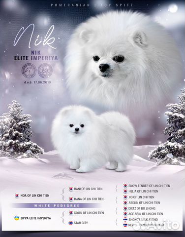 Белый шпиц. Вязка