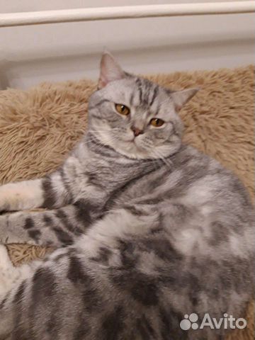 Вязка кошек