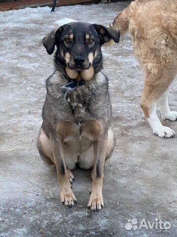 Дворяночка