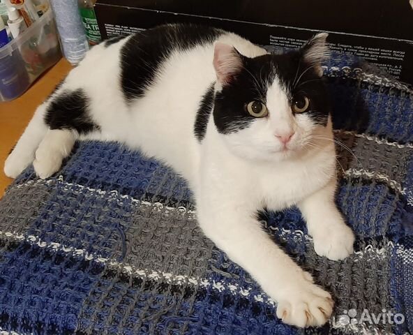 Кошечка Василиса