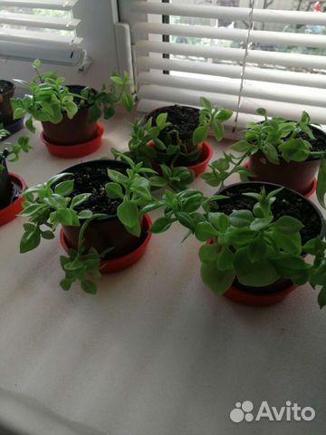 Комнатные цветочки