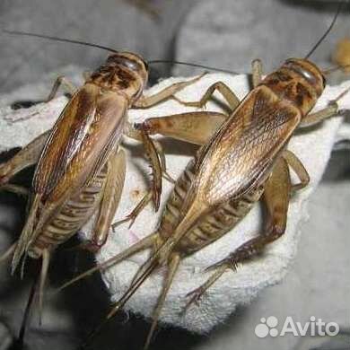 Сверчки домовые. Зофобас. таракан. Бражник