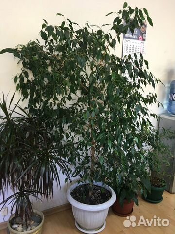 Фикус бенджамина большой