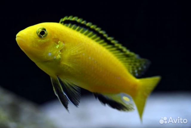 Аквариумные рыбки