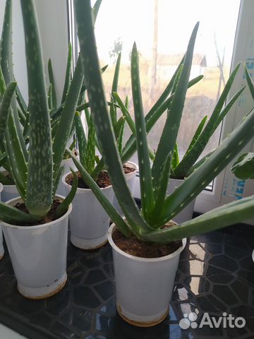 Алоэ вера. Лист алоэ