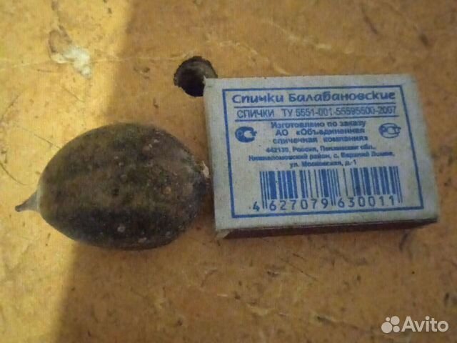 Семена Павловния Войлочная