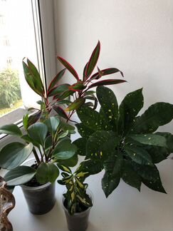 Кротон, корделина, бересклет, пахира, аихризон