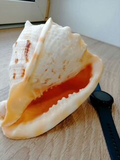 Ракушка морская большая