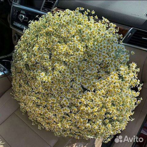 Полевые ромашки, букеты с доставкой