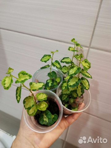 Пумила триколор вишес,Керли,Сноуфлэйк,Дуболистны