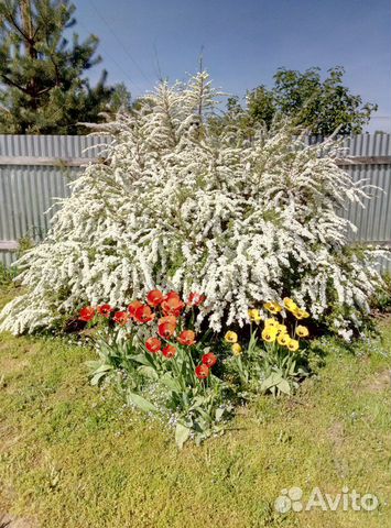 Спиреи, барбарисы, сирени, хвойники