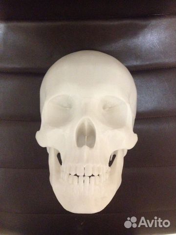 Череп человека в натуральную велечину