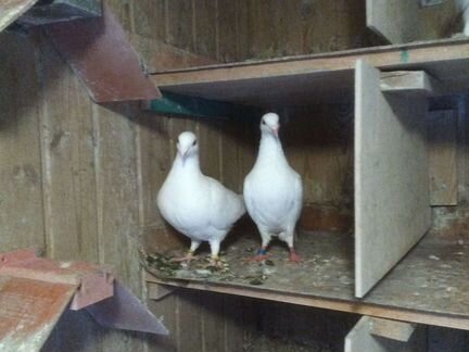 Голуби на выпускной, свадьбу и высоколетные