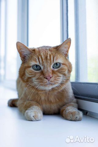 Кот Рыжик и кошка Муся