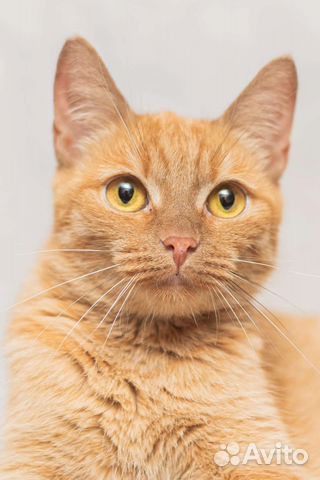 Кошка в дар