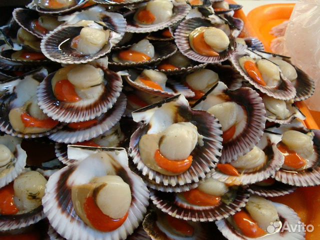 Морской гребешок на полустворке