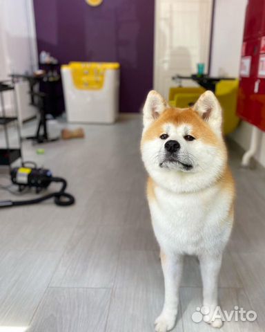 Груминг крупных пород собак экспресс-линька