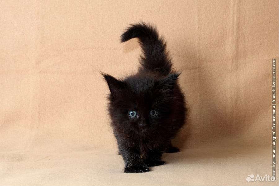 Мейн кун черный котенок 1 месяц