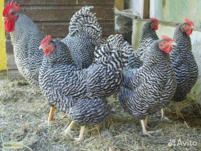 Куры молодки