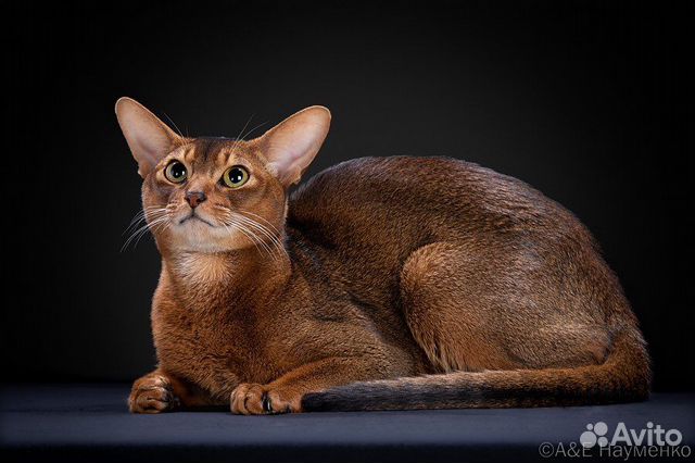Абиссинский кот в современном типе