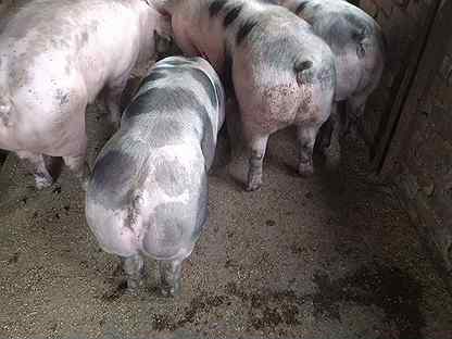 Свинки племенные на свиноматки