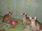 Абиссинские игривые котятки объявление продам