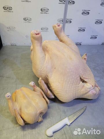 Индейка и курица