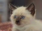 Котята сиамского окраса объявление продам