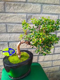 Бонсай падуб ilex (остролистный)