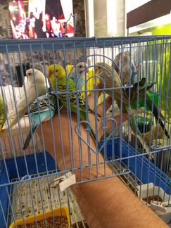 Самые ручные самцы разных окрасов