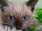 Котёнок с синими глазами. Кошка. В добрые руки