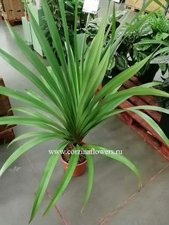 Панданус Полезный пальма 80-100 см
