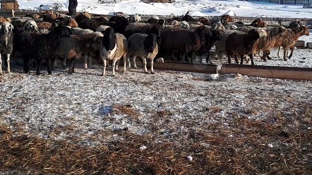 Овцы эдильбай и гессар огуленные бараном дорпер