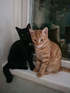 Отдам котят бесплатно