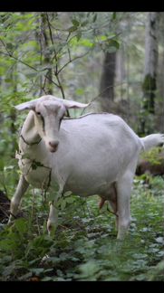 Дойная коза Заано-Нубийская - фотография № 2
