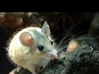 Акомис, африканская мышка