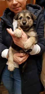 Собака. Все девочки. Возраст 6 недель, приучены к