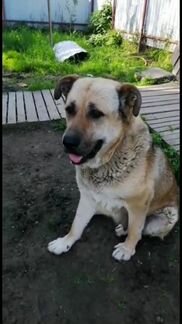 Собака в дар а добрые руки