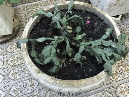 Горшок керамический из шамотной глины