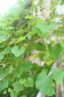 Купить Амурский виноград, Ягодную живую изгородь