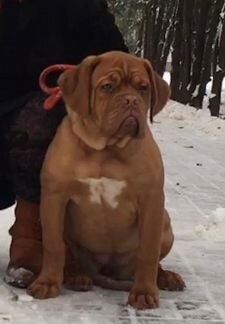 Чудесная девочка французского мастифа