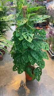 Монстера Манки Маск мосток Н 160 см