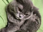 Шотланская кошка