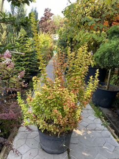 Барбарис Мария