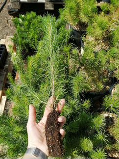 Сосна обыкновенная продажа от 4 шт