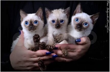 Котик той боб