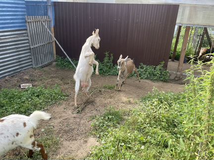 Камерунские козы - фотография № 3