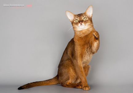 Абиссинский котик ждёт